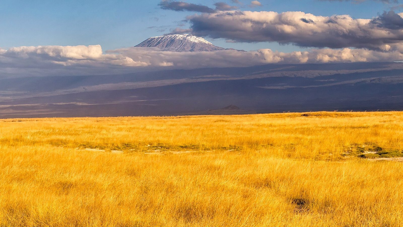 Kilimanjaro med snötäckt topp över savannen
